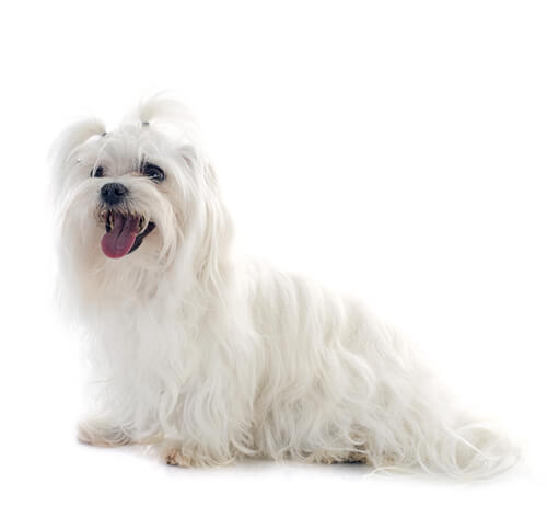 Maltese terrier pet shop sales
